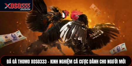 Đá Gà Thomo Xoso333