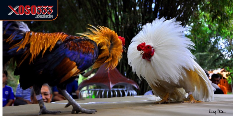 Đá gà Xoso333 cung cấp những trận đấu kịch tính 