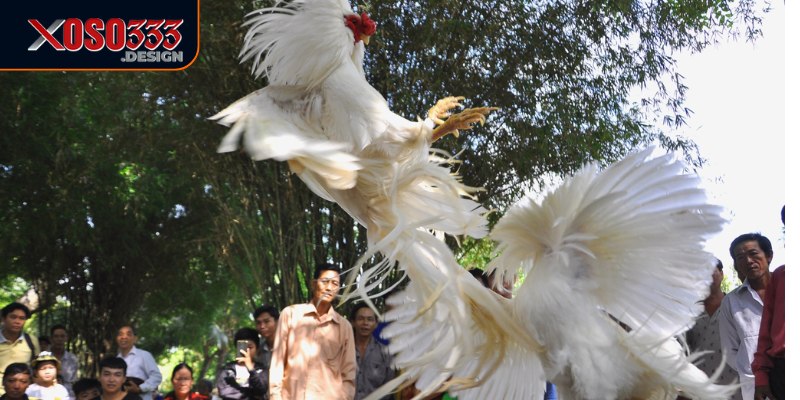 Đá gà Xoso333 hỗ trợ nhiều phương thức thanh toán 